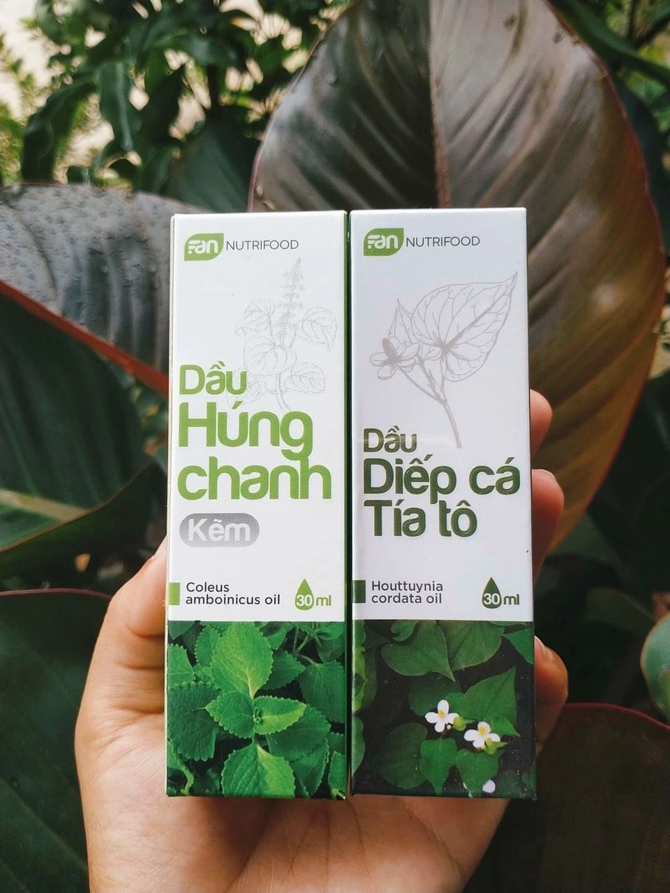 Combo 2 hộp Dầu Húng Chanh Kẽm + Dầu Diếp Cá Tía Tô lọ 30ml